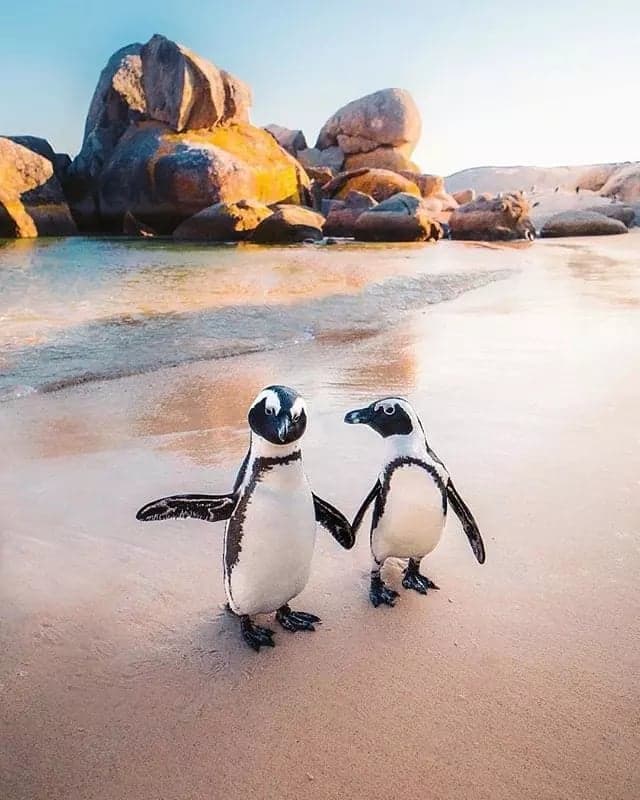Boulders Beach Penguins